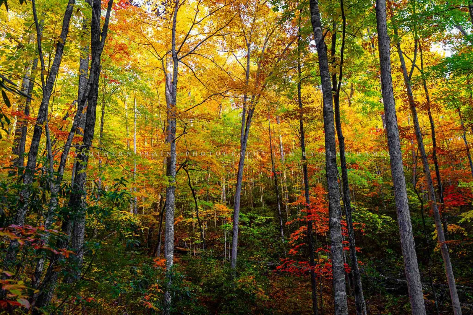 Trees with Fall Color in Great Smoky Mountains Tennessee Photography Print