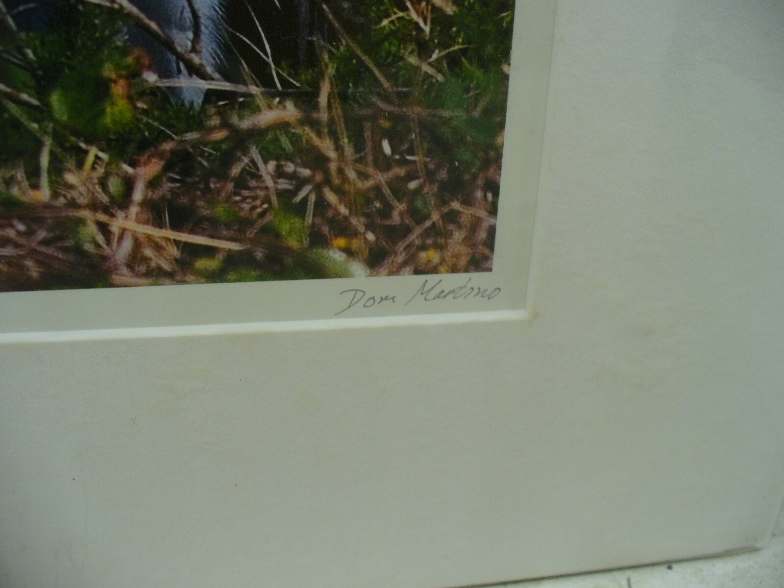 MATTED PHOTOGRAPHY Great Blue in Paynes Prairie by Dom Martino 16×20