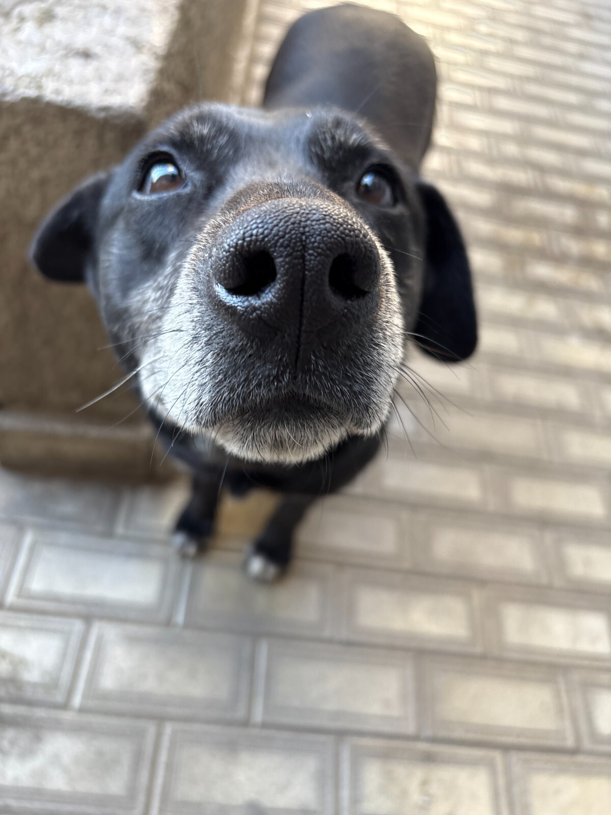 Dog Digital Image Picture Photo Wallpaper Background Desktop Art