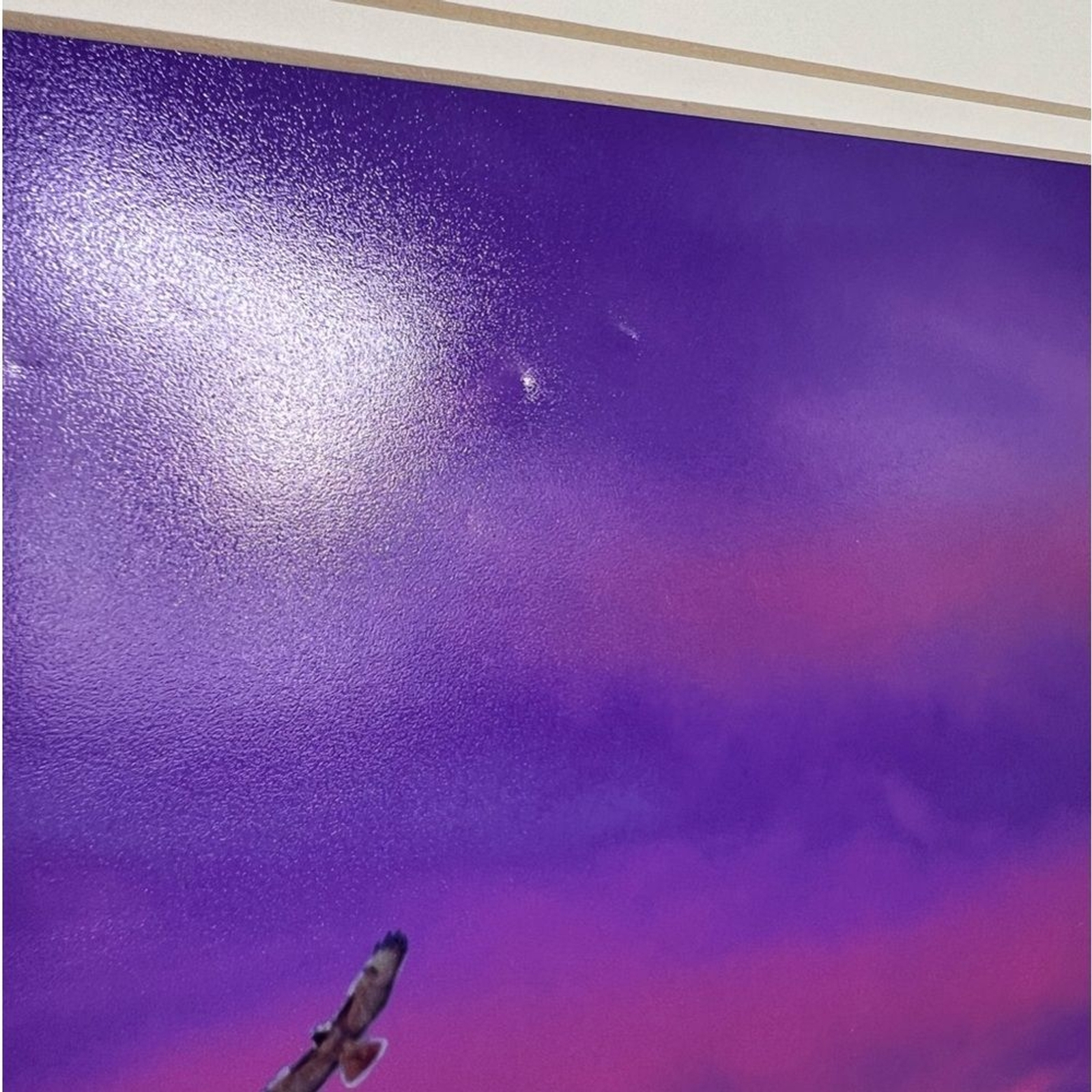 Debbie Yarra Nature’s Light Photography Print Hawk Spirit Soars in the Garden
