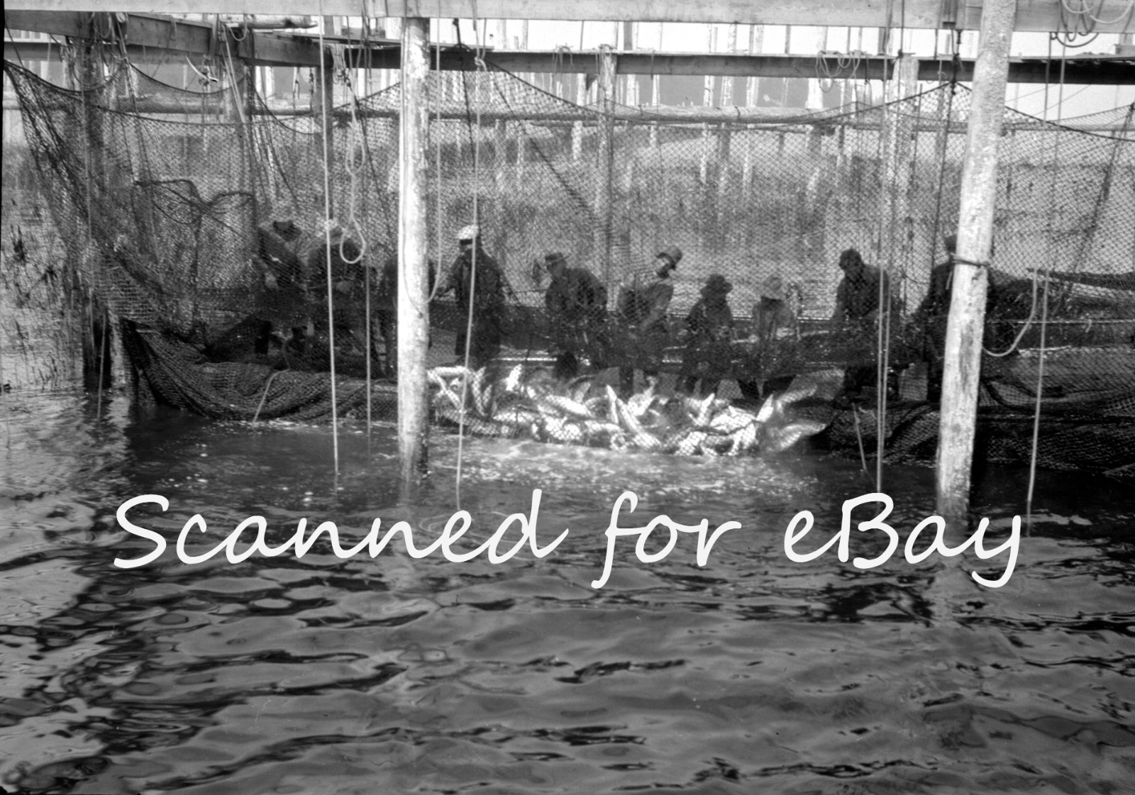 BRITISH COLUMBIA LOGGING CEMENT 1928 100 ORIG NEGATIVES IN ALBUM CANADA PEOPLE