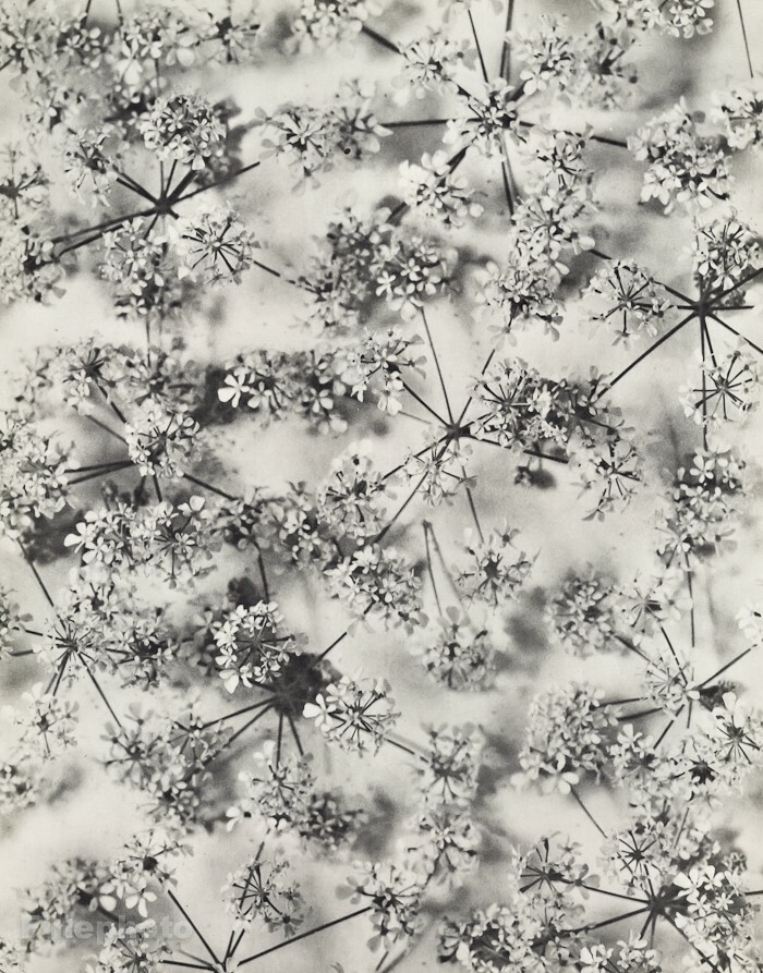 1939 Original Dieter Keller Botanical Flower Blooms Garden Vintage Photo Gravure