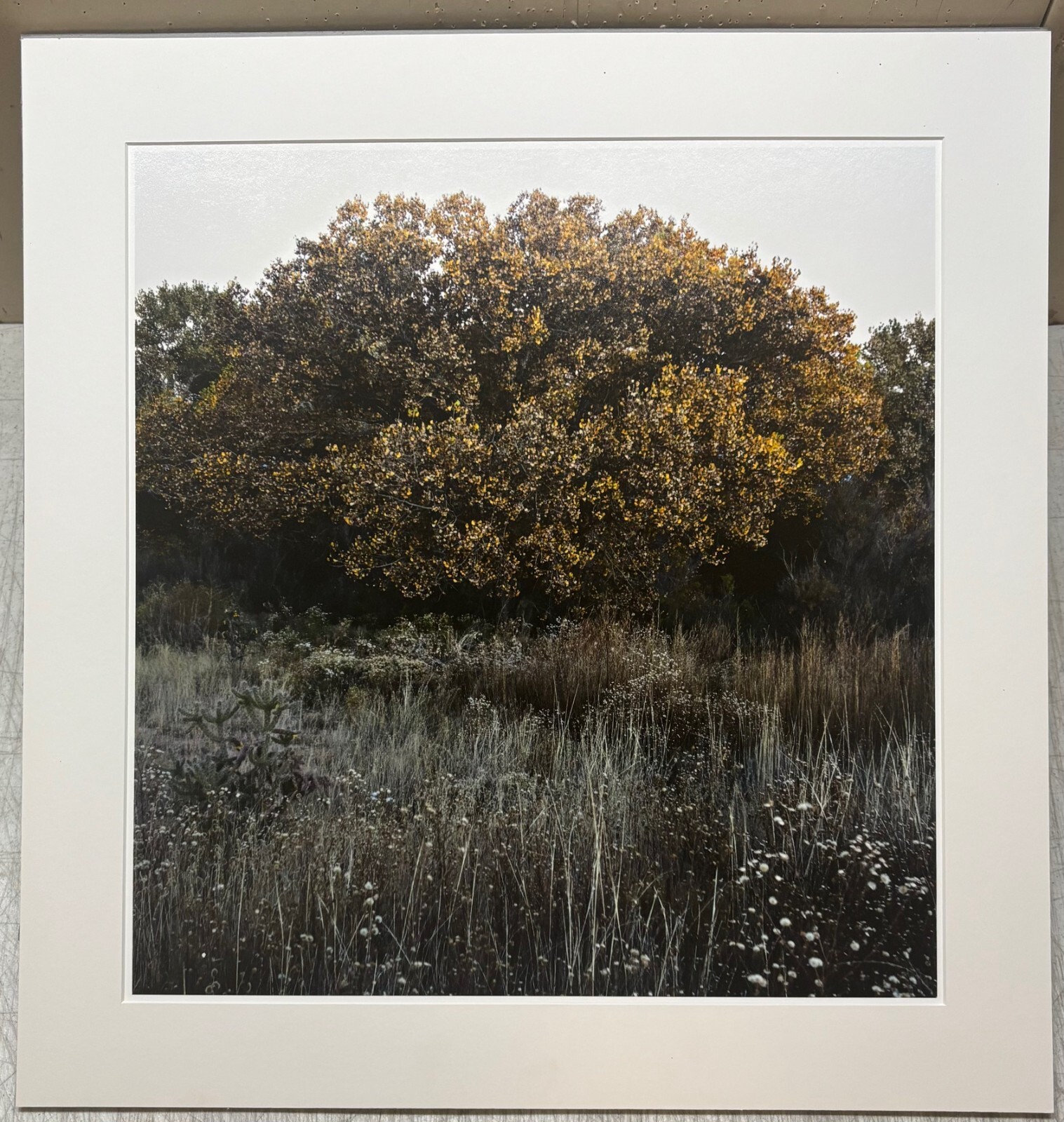 Vintage SUSANNAH HAYS ‘Star Vibrations’ SANTA FE New Mexico Landscape PHOTO