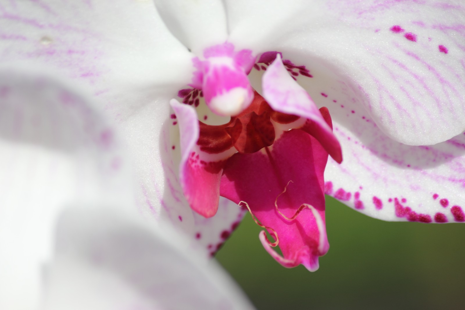 Orchid Digital Background | White & Magenta Floral Macro | High‑Resolution 000