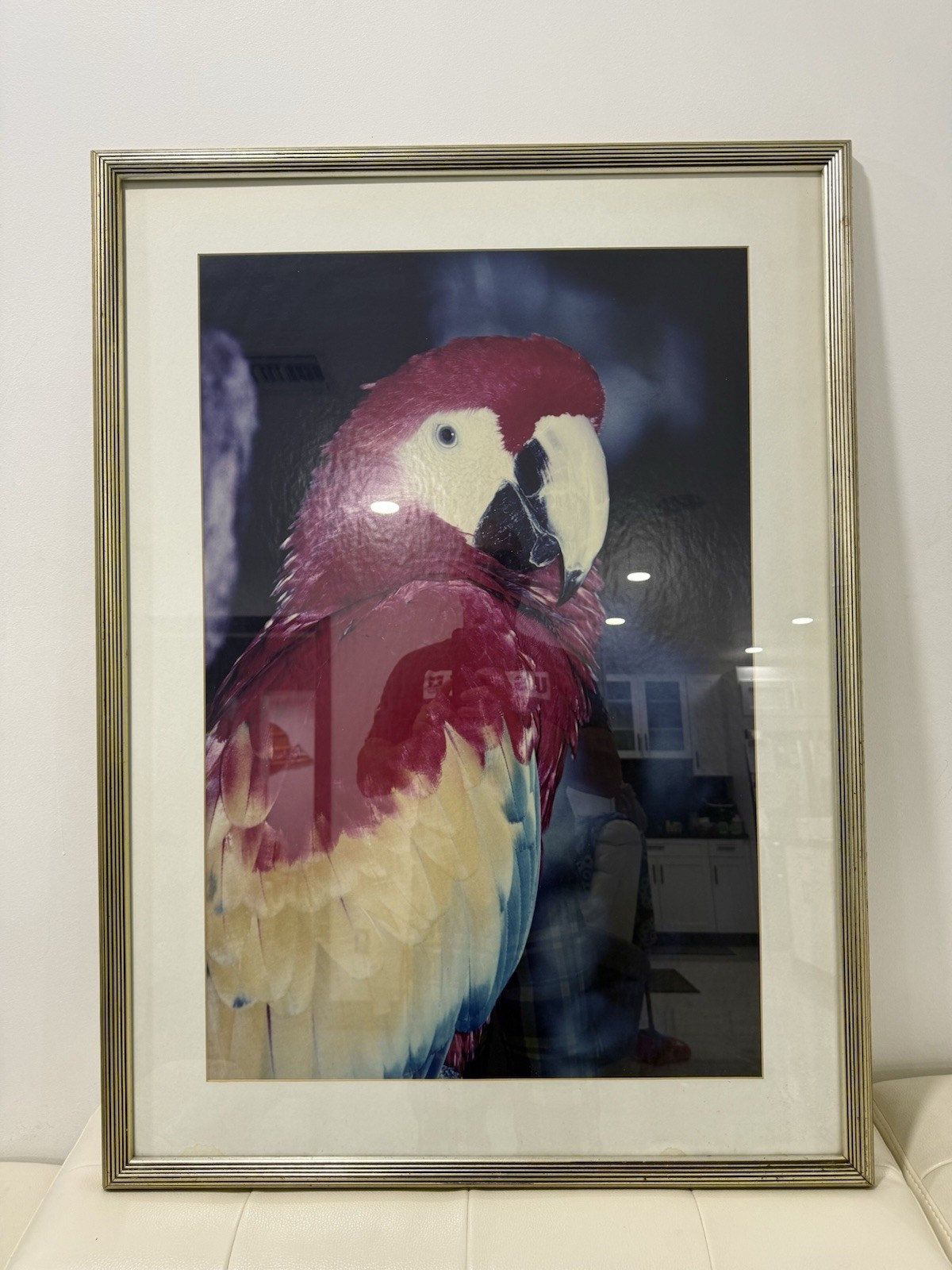 Large Framed Scarlet Macaw Parrot Photograph Wall Art 28×38 Tropical Bird Decor