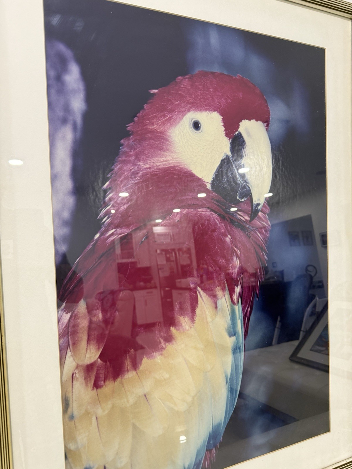 Large Framed Scarlet Macaw Parrot Photograph Wall Art 28×38 Tropical Bird Decor