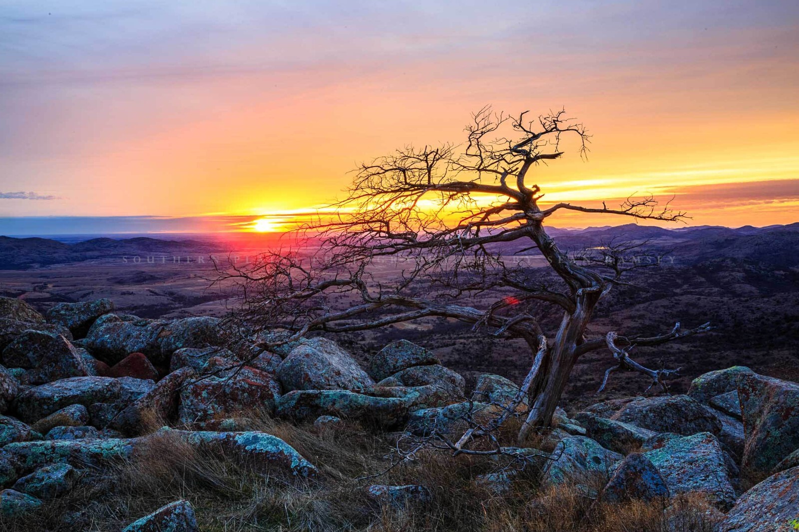 Wichita Mountains Photography Print | Tree at Sunset Picture | Oklahoma Wall Art