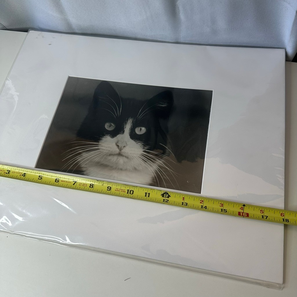 Vintagew Black & White Cat Photo Print (Signed)