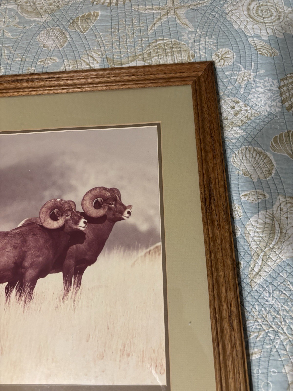 Bighorn Trio By William Ervin Natural Imagery