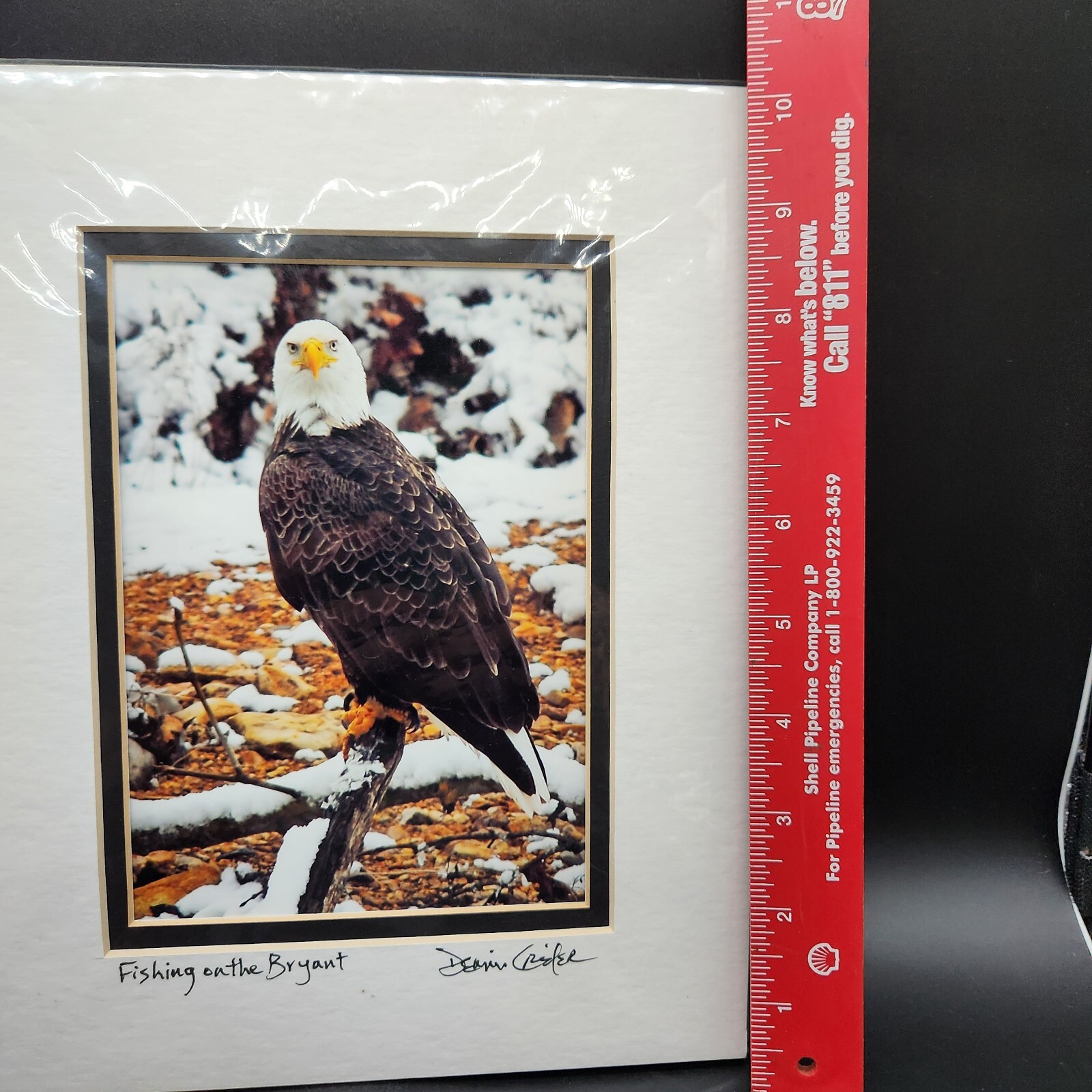 Bald Eagle Print Photo With Double Matte Signed Dennis Crider