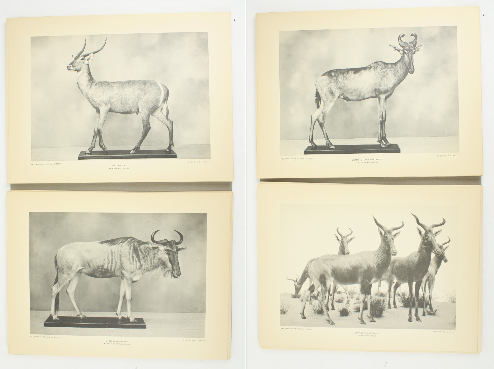 1927 Carl Akeley Photo Set Field Museum Natural History IL Taxidermy & Sculpture