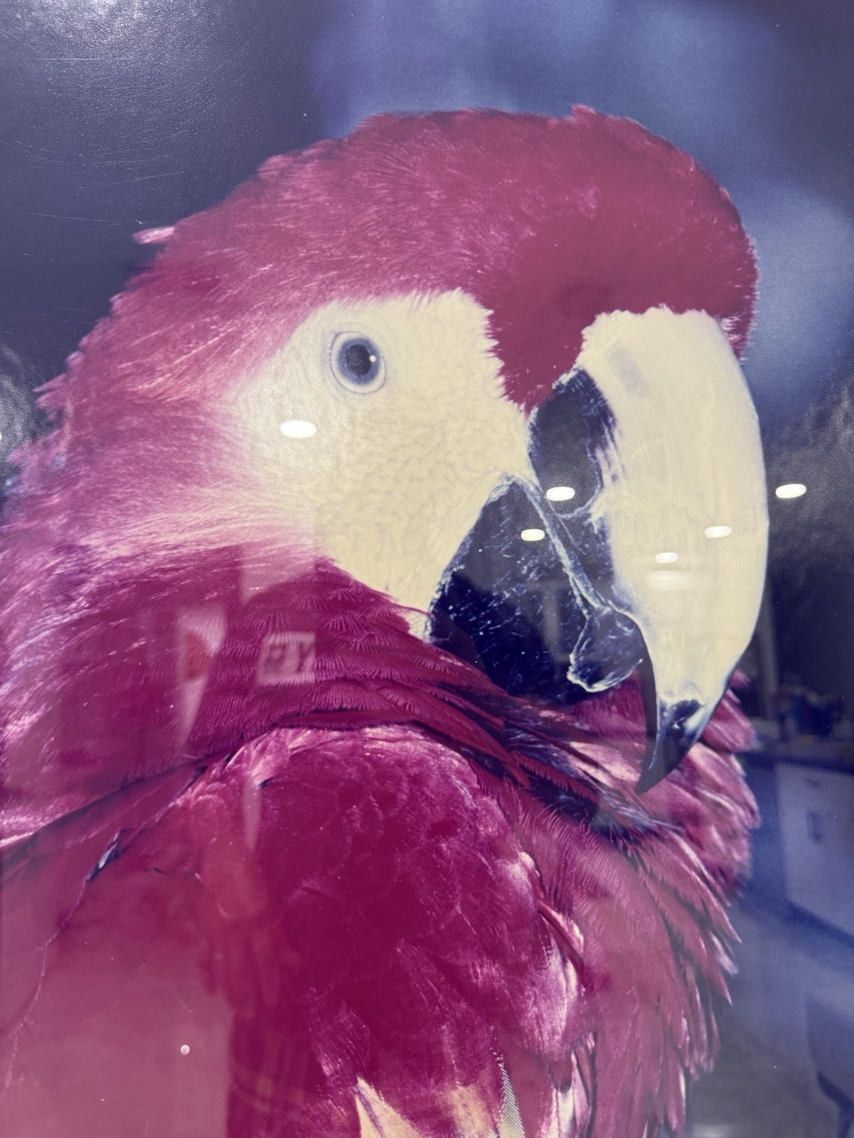 Large Framed Scarlet Macaw Parrot Photograph Wall Art 28×38 Tropical Bird Decor