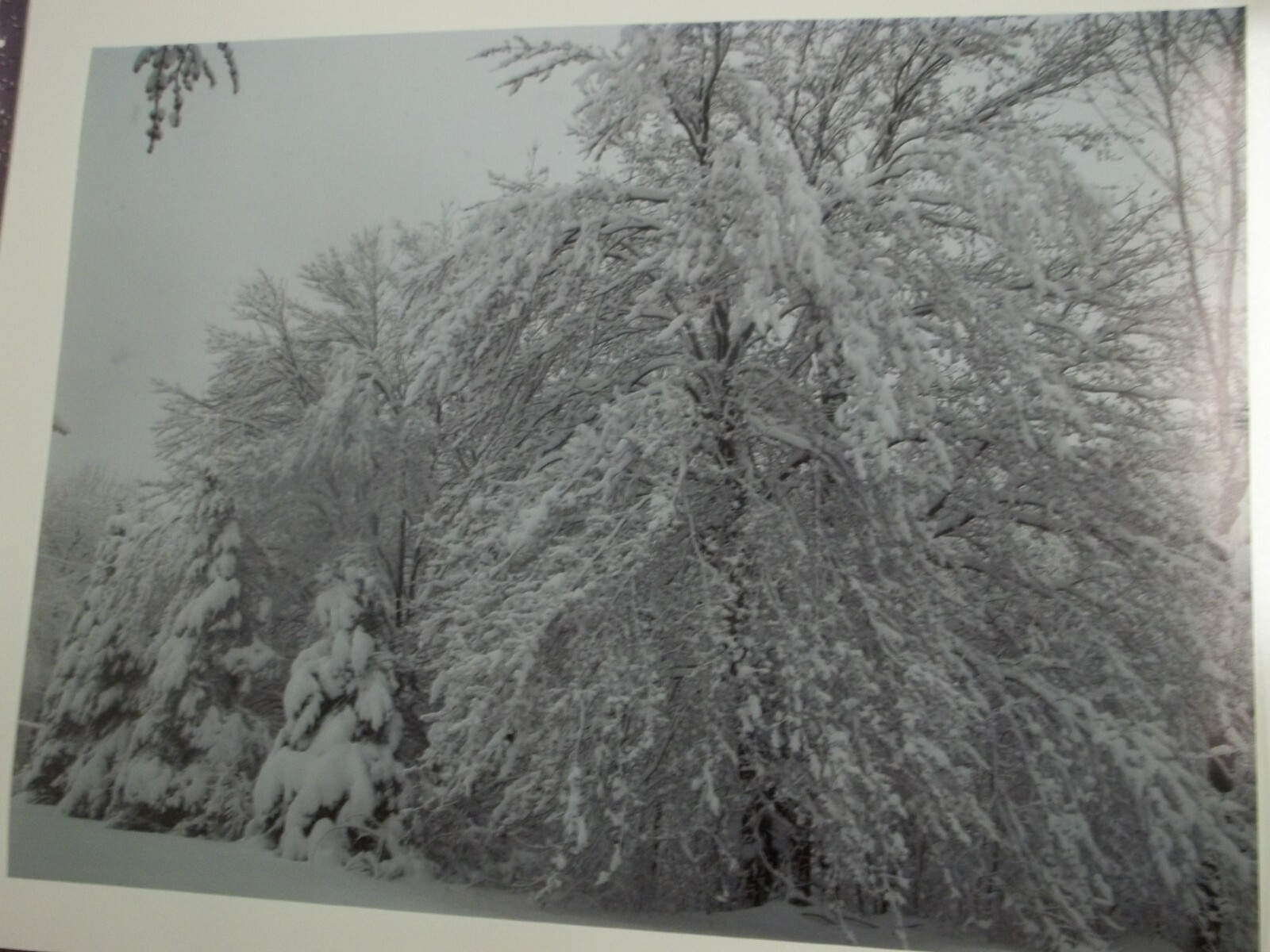 Woodland Snow Photographic Poster Art 18 x 24