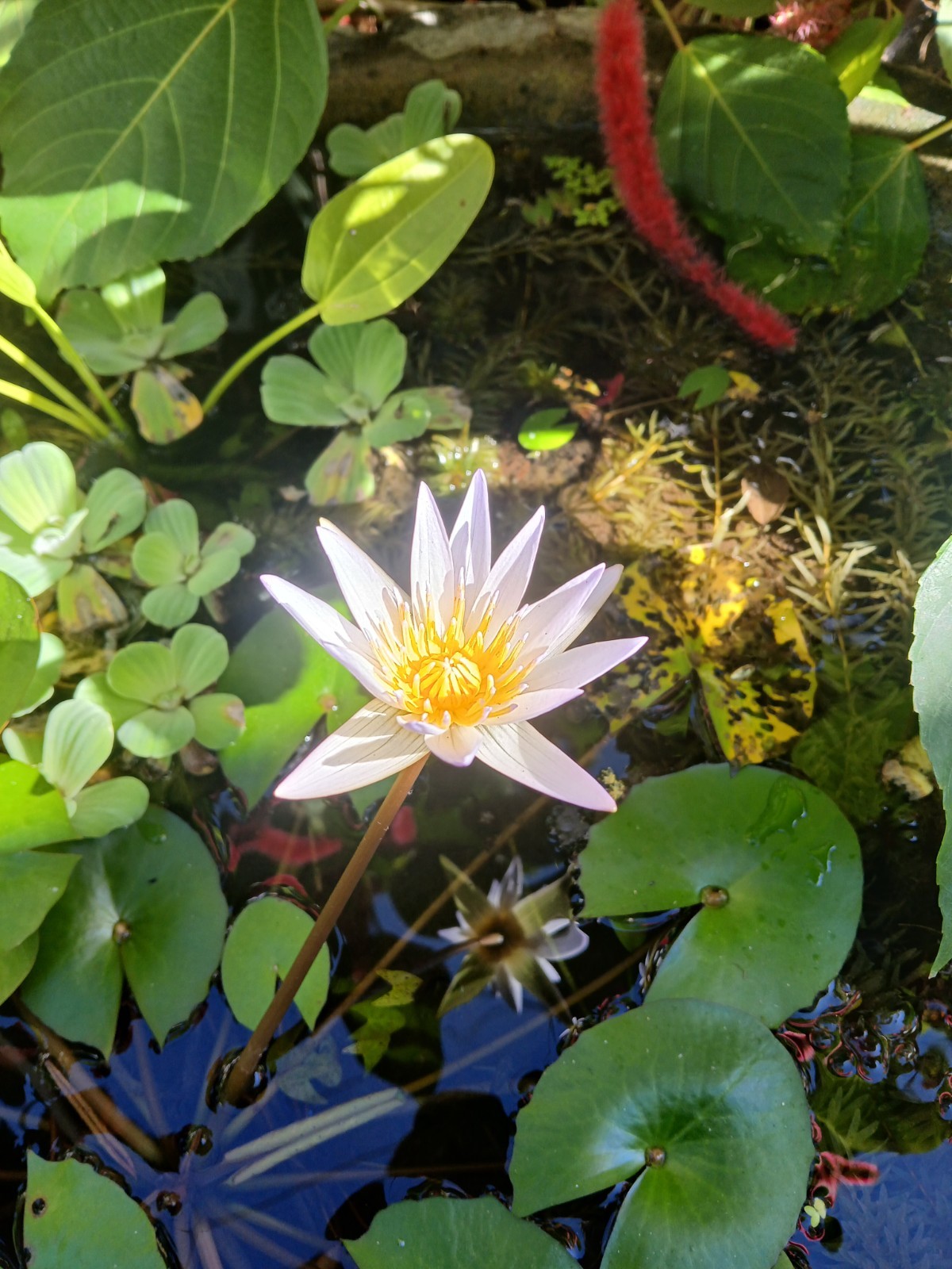 Photograph Beautiful Sri Lanka Lotus Flower Photo Image Nature Picture Print