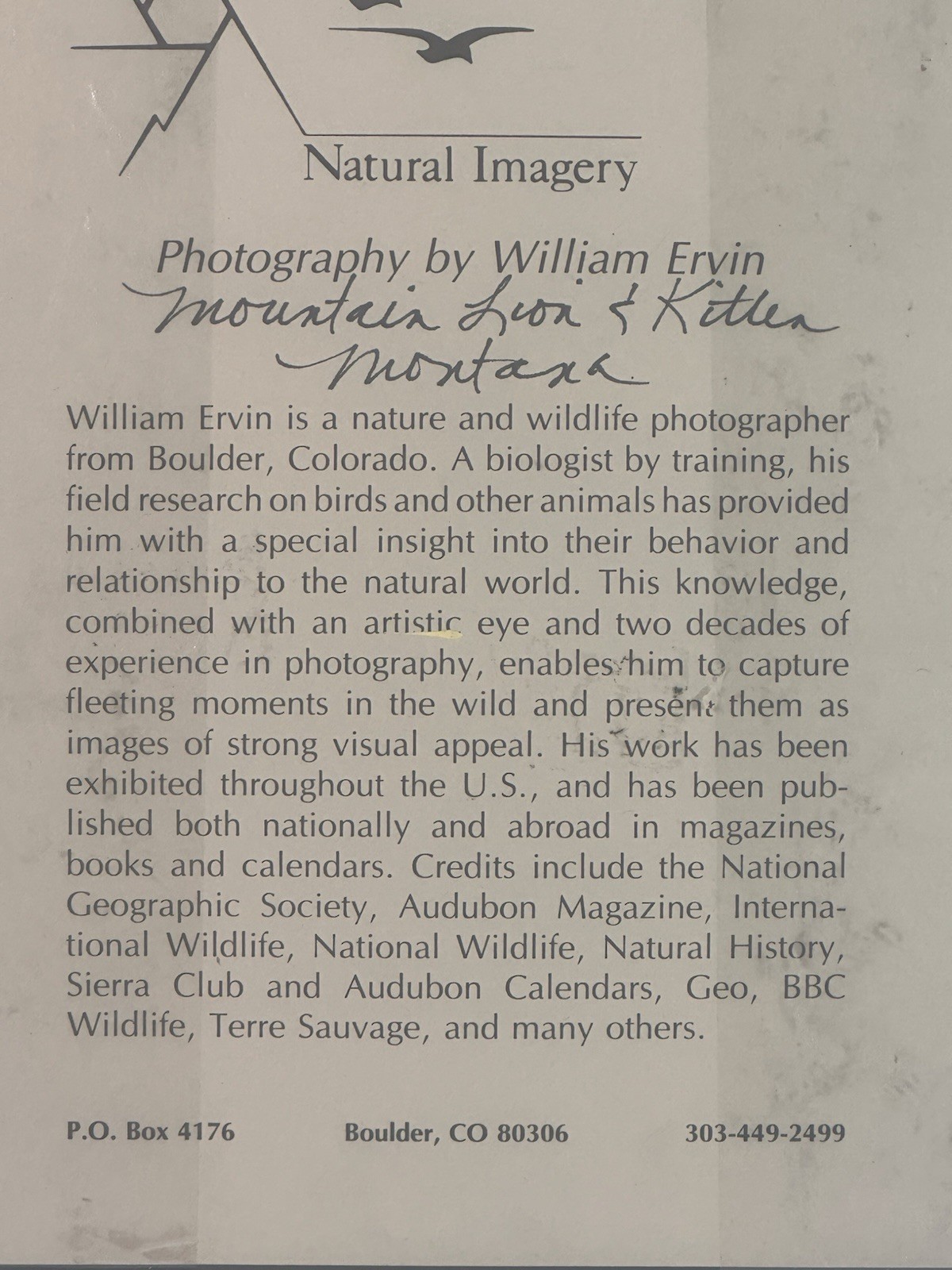Natural Imagery Signed Photograh William Ervin A Mountain Lion and Kitten Framed