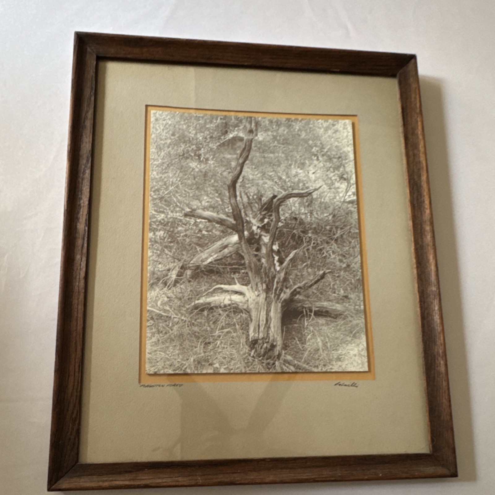 L. Willi Signed Black & White Photograph Forgotten Forest Framed Portrait Art