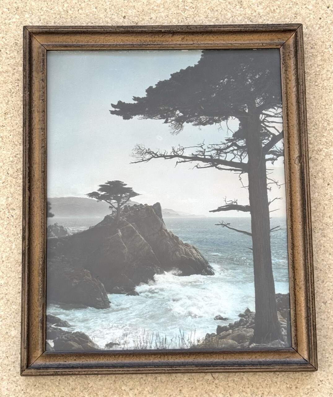 Lg Vtg Hand Tinted Oil Colored Photo Coastal Cypress Trees 12.75”x15.75” VG