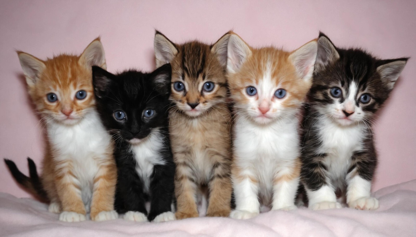 Kitten Baby Cute Cat Modern Wallpaper Picture Background Funny 2025 JPEG