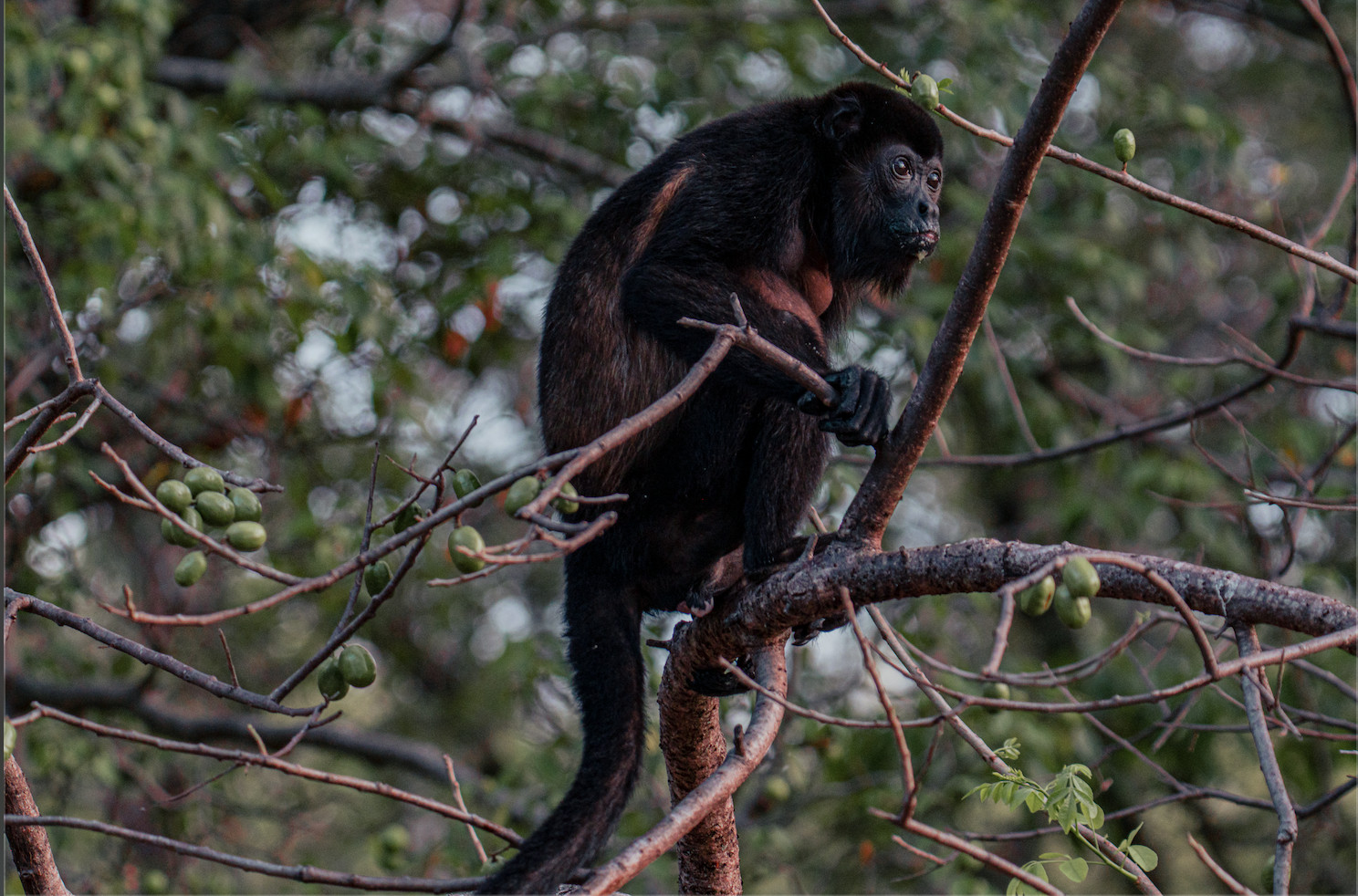 Howler Monkey and Mangos