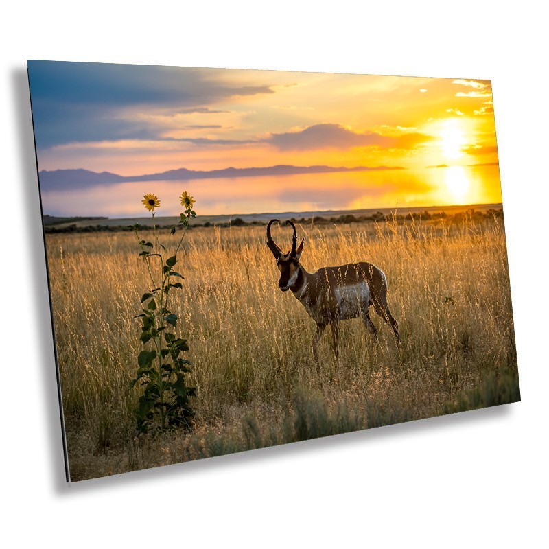 Antelope Island Pronghorn: Utah Sunset Wildlife Photography Wall Art