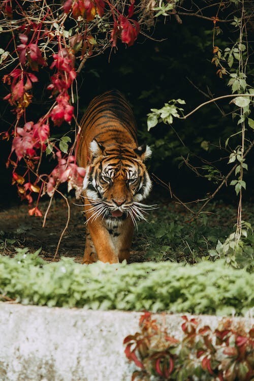 Digital Image Picture Photo Pic Wallpaper Background Tiger and Creeper Plant 56