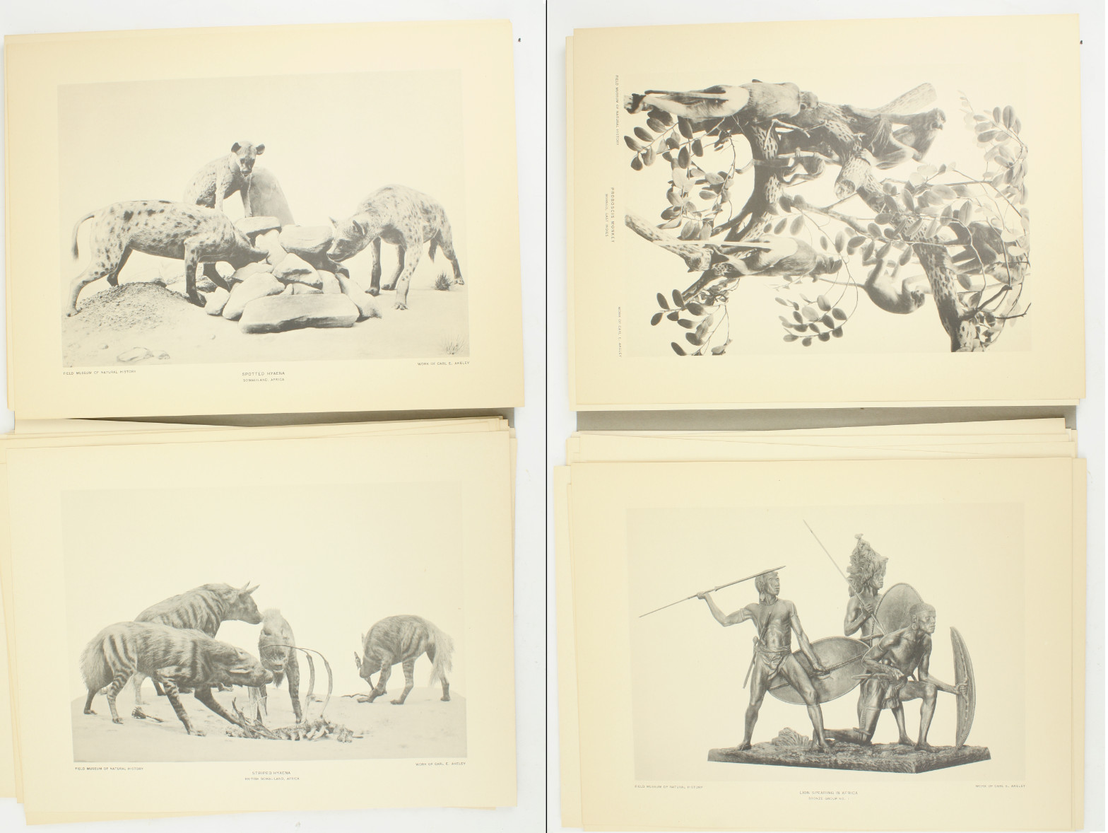 1927 Carl Akeley Photo Set Field Museum Natural History IL Taxidermy & Sculpture