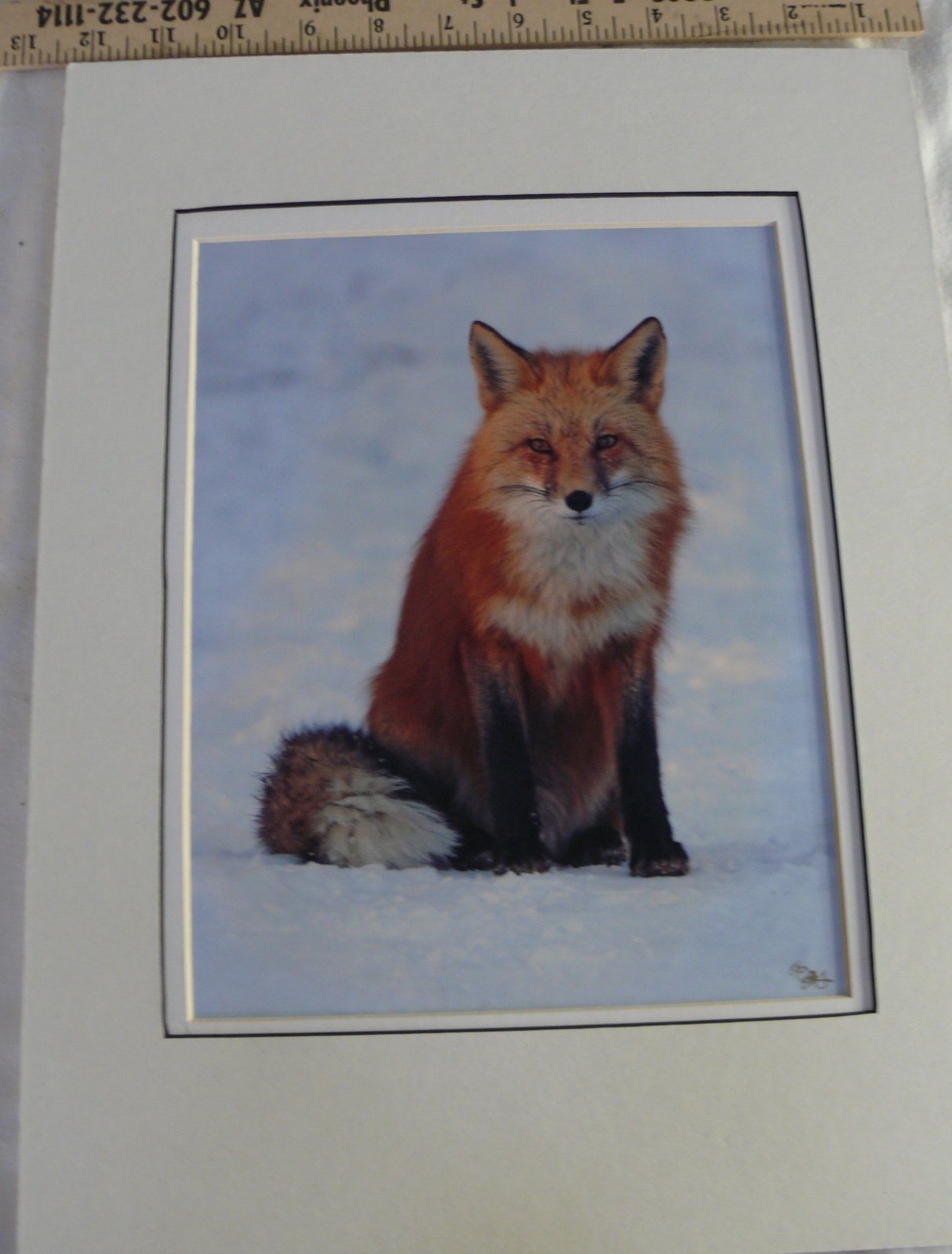 JUDY DEIST PHOTOGRAPH RED FOX OPEN EDITION