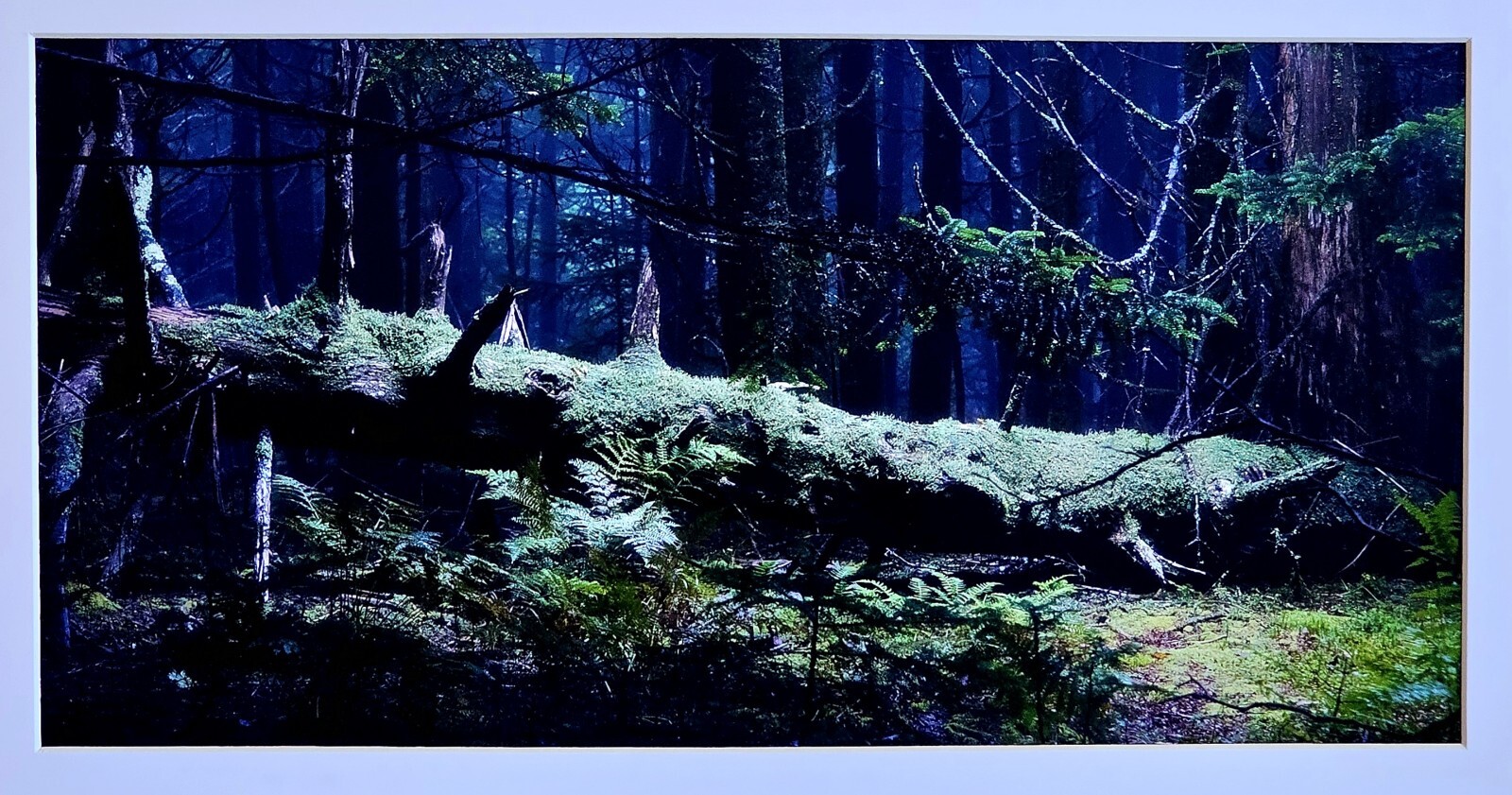 fine art nature photography prints