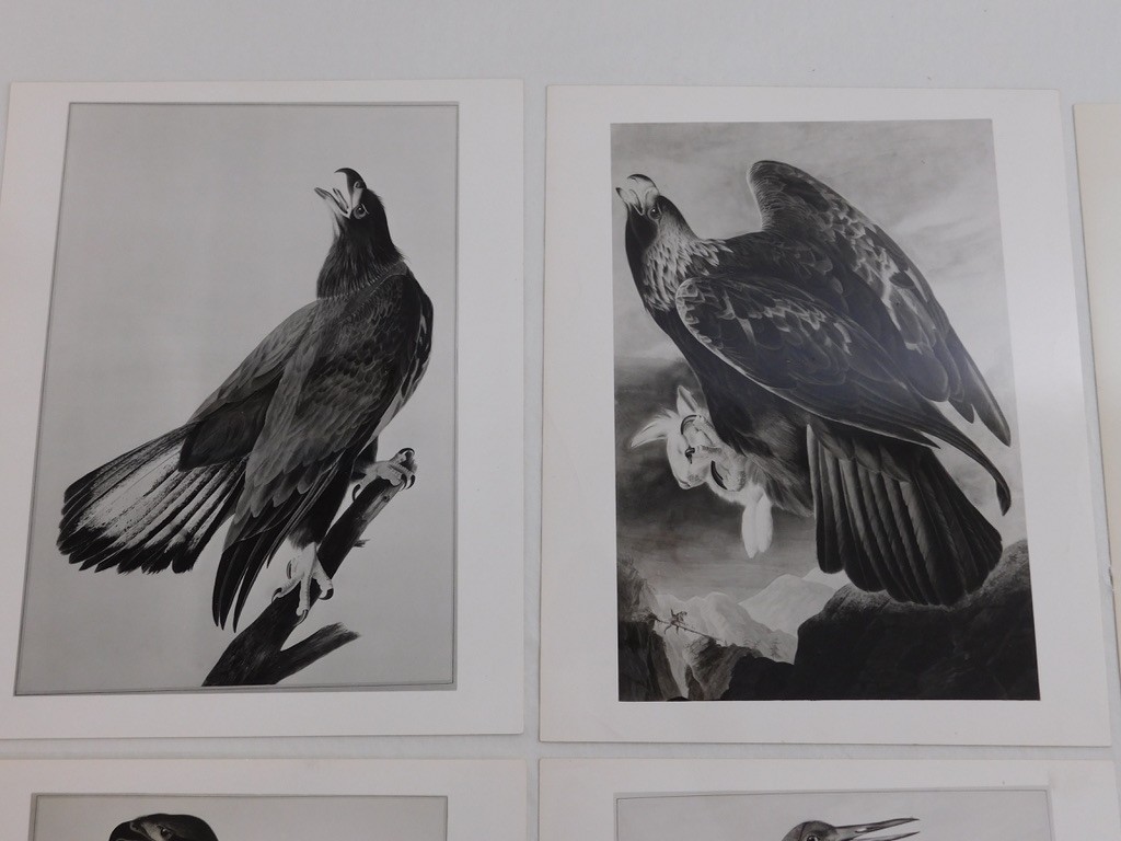 1966 John Audubon Birds America Set 7 Photographs for NY Historical Society Book