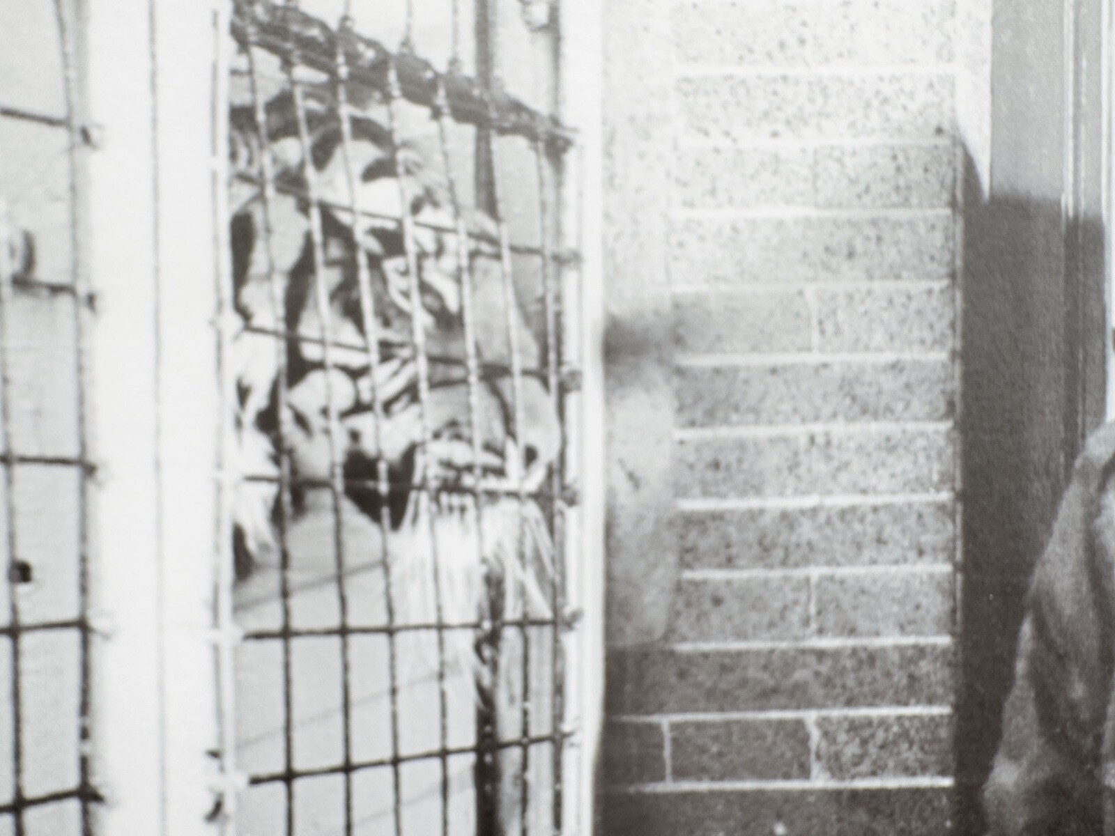 Fidel Castro and the Caged Tiger – Symbolic Moment by Korda Vintage Print