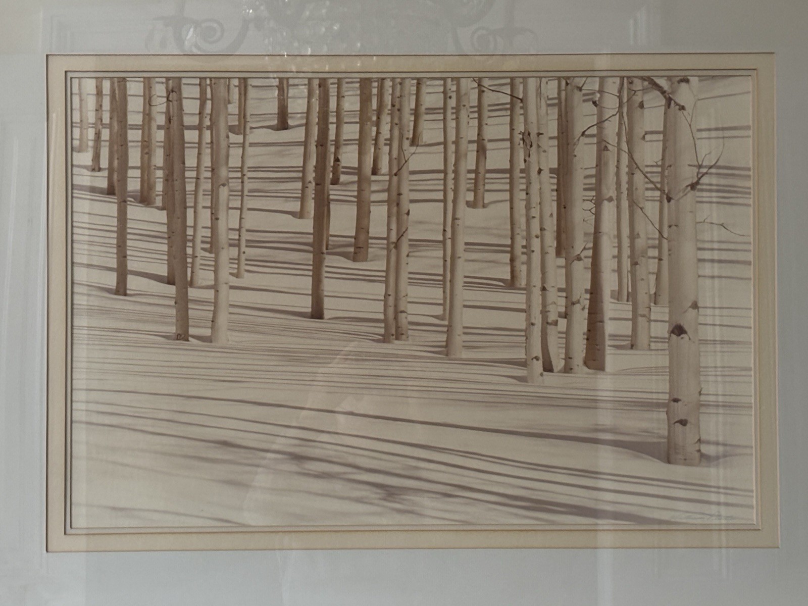 HUGE Signed Sepia Photograph 42″ x 32″ – Birch Trees in Snow by William Plante