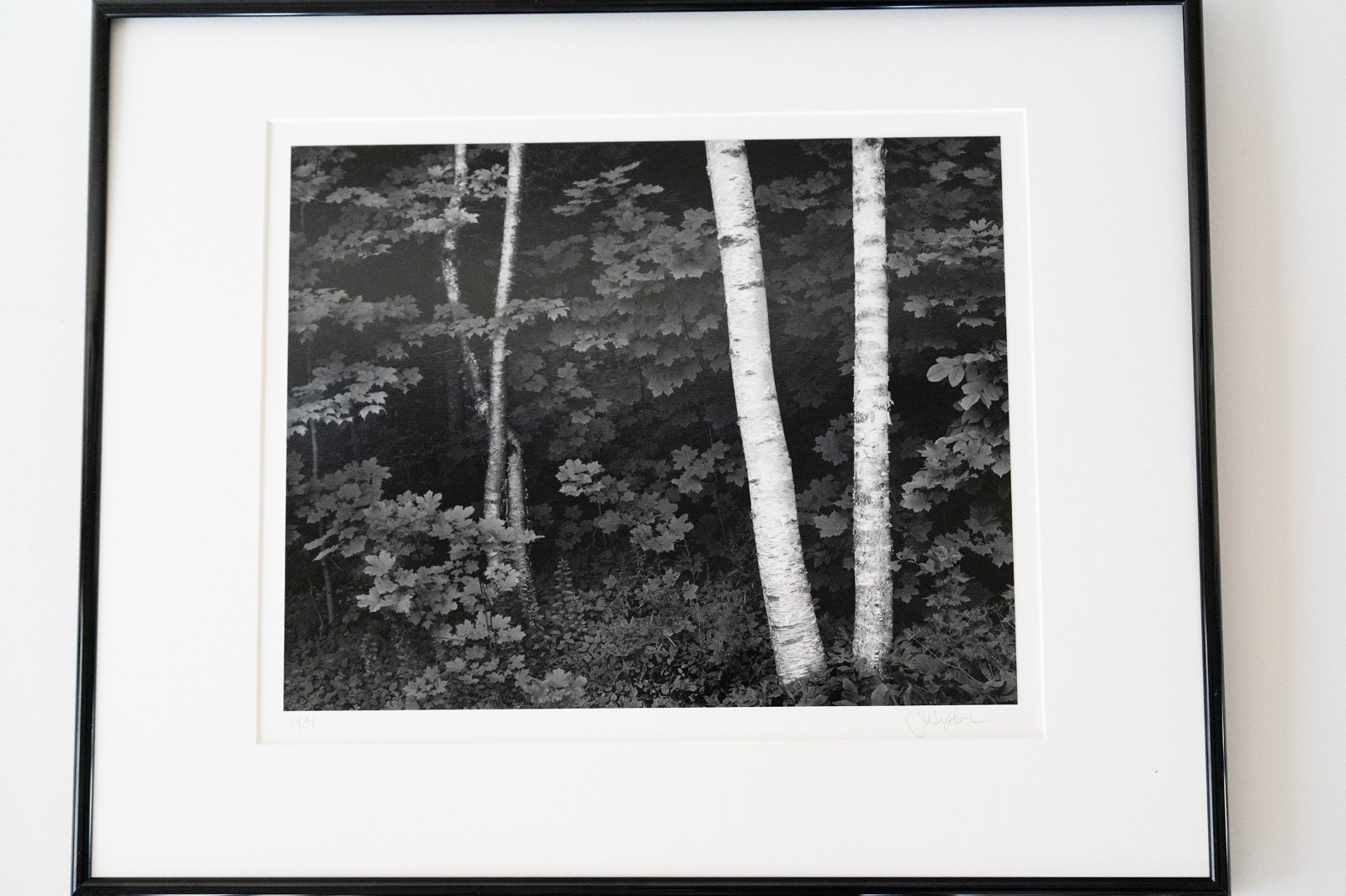 “Birches” Original JOHN SEXTON Signed Photograph 11×14/ 16×20 Framed