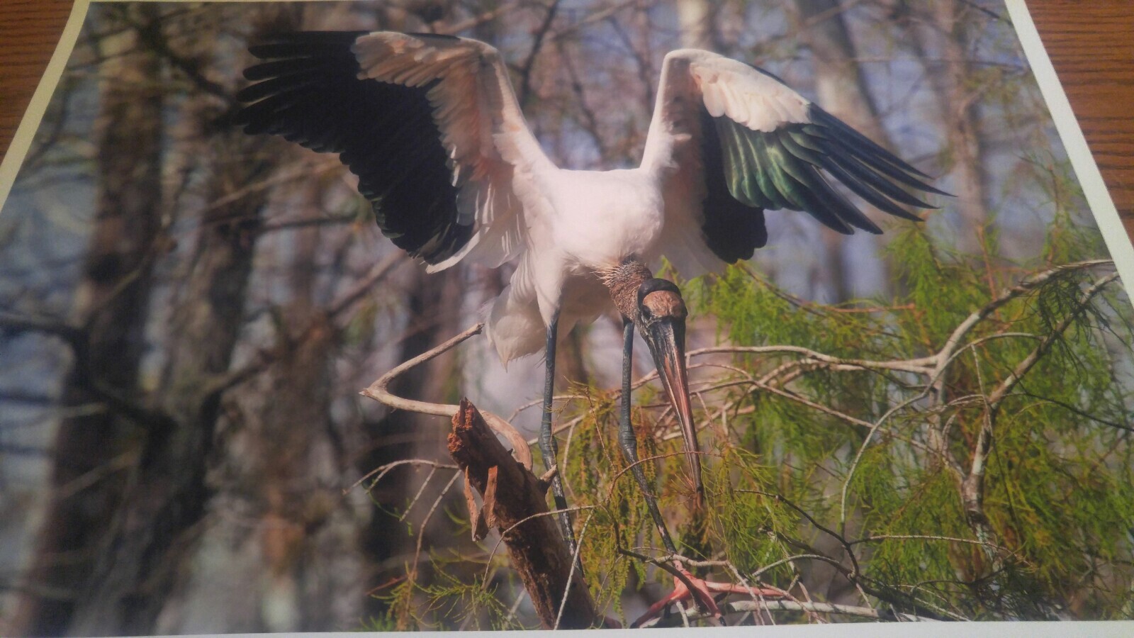 19×13 Digital Art Photograph Wood Stork Bird Wildlife Bay Ocean Nesting
