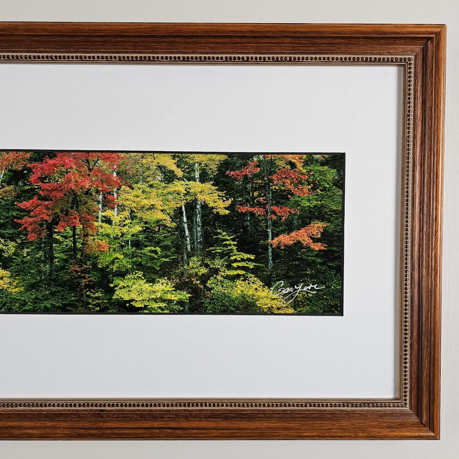 ART – Signed Gary Love Photograph 21.75×11.75 Framed Landscape Art – Maine Trees
