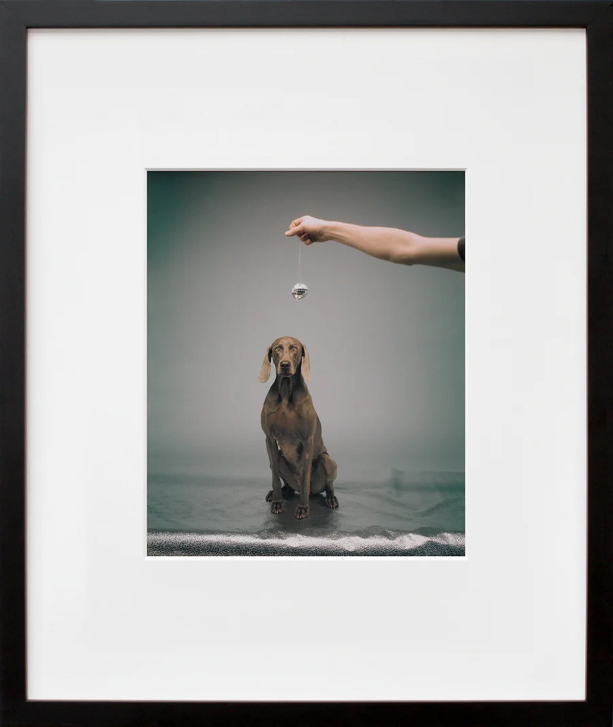 WILLIAM WEGMAN ‘Hypno’, 1988/2022 SIGNED Ltd. Ed. Color Dog Photograph 10″ x 8″