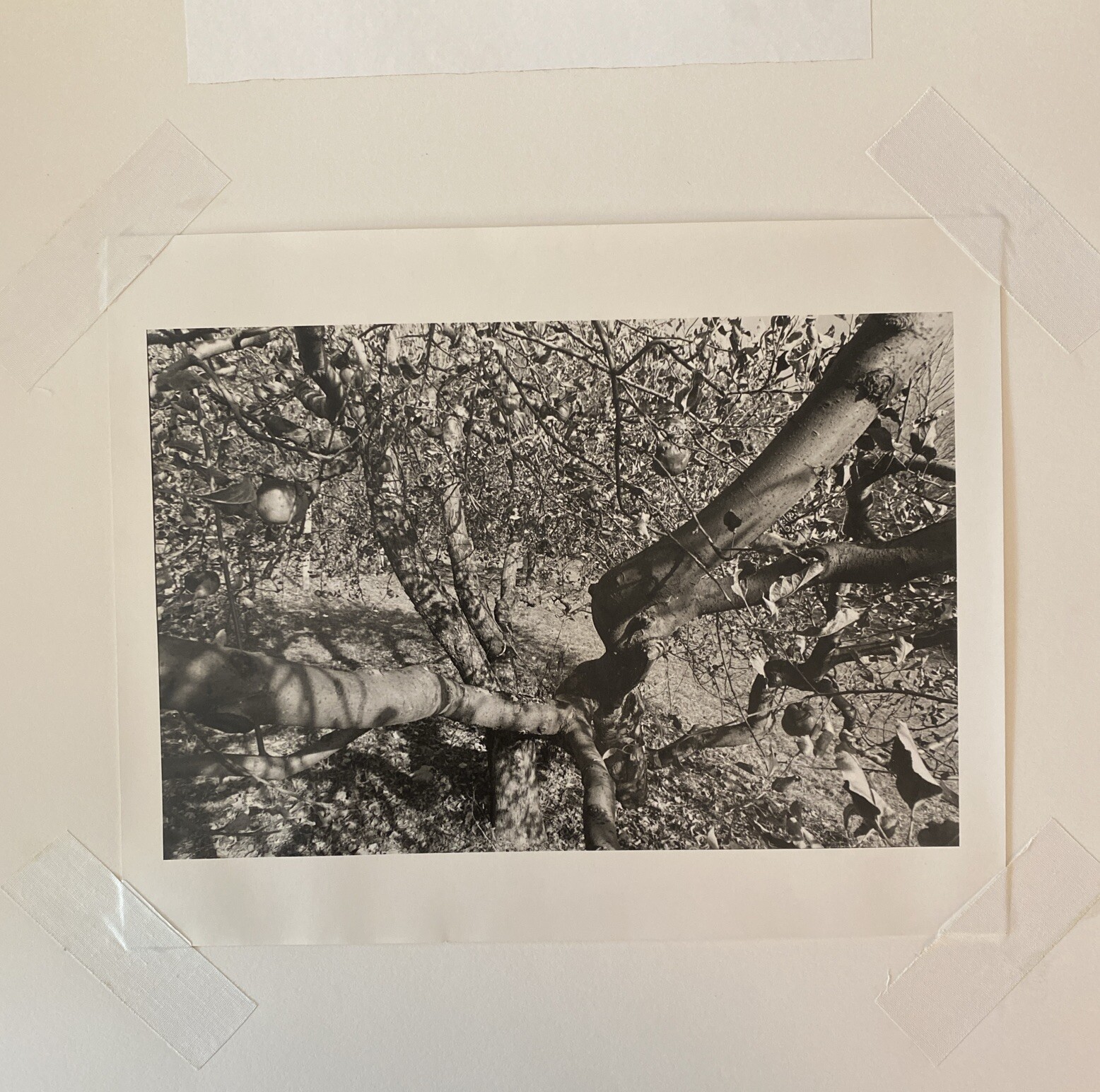 Kent Bowser (American B. 1949) Untitled II 1984 Gelatin Silver Print, Cleveland