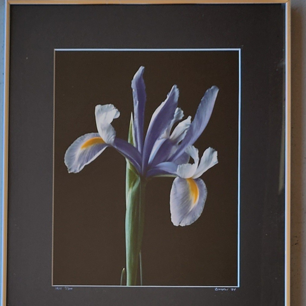 Nick Zungoli Iris 1984 Signed Ltd Ed Photo Print 7/300 Framed Fine Art 16×20