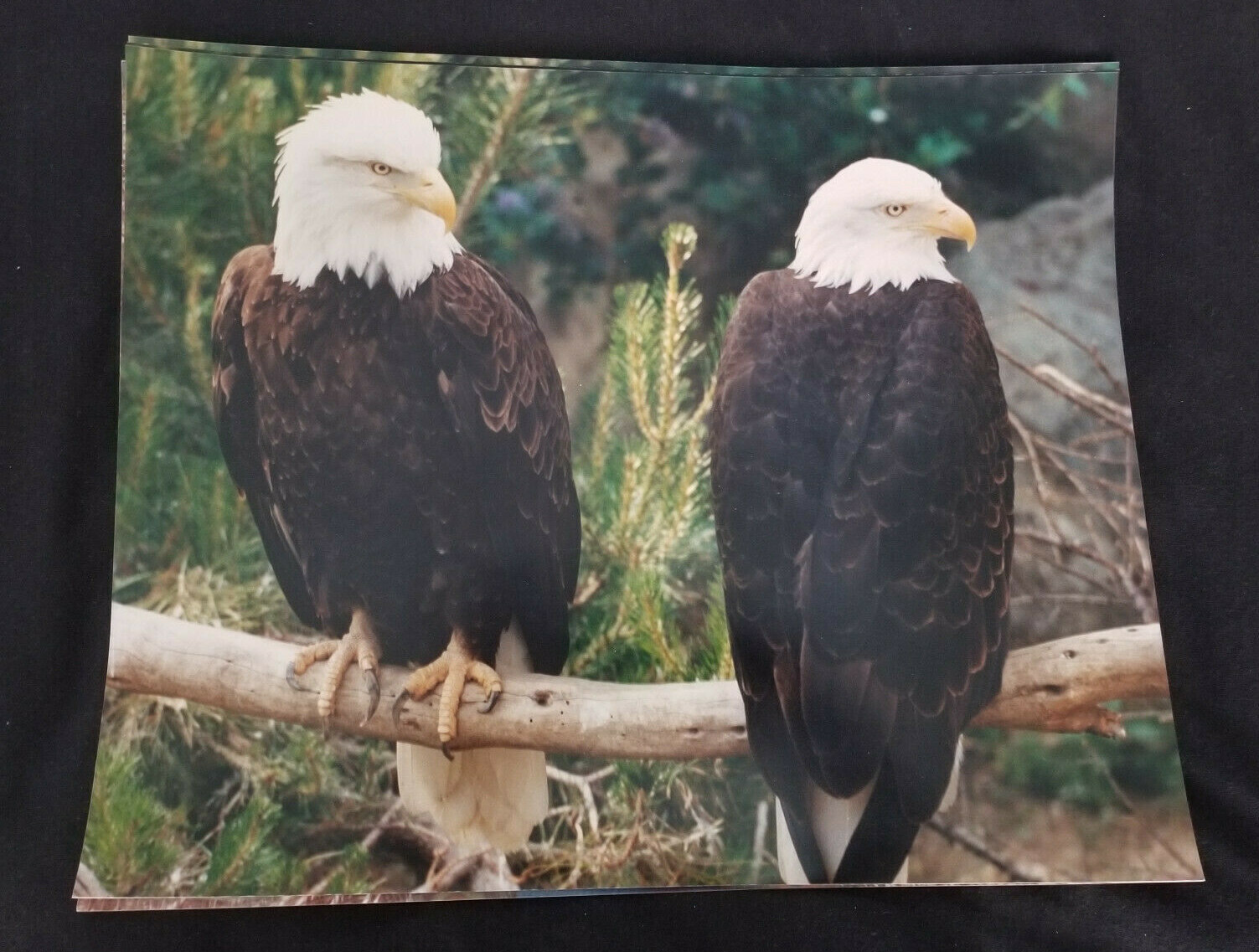 Stunning Bald Eagle Pair Photograph: 16″ x 20″: Very Detailed with Rich Coloring