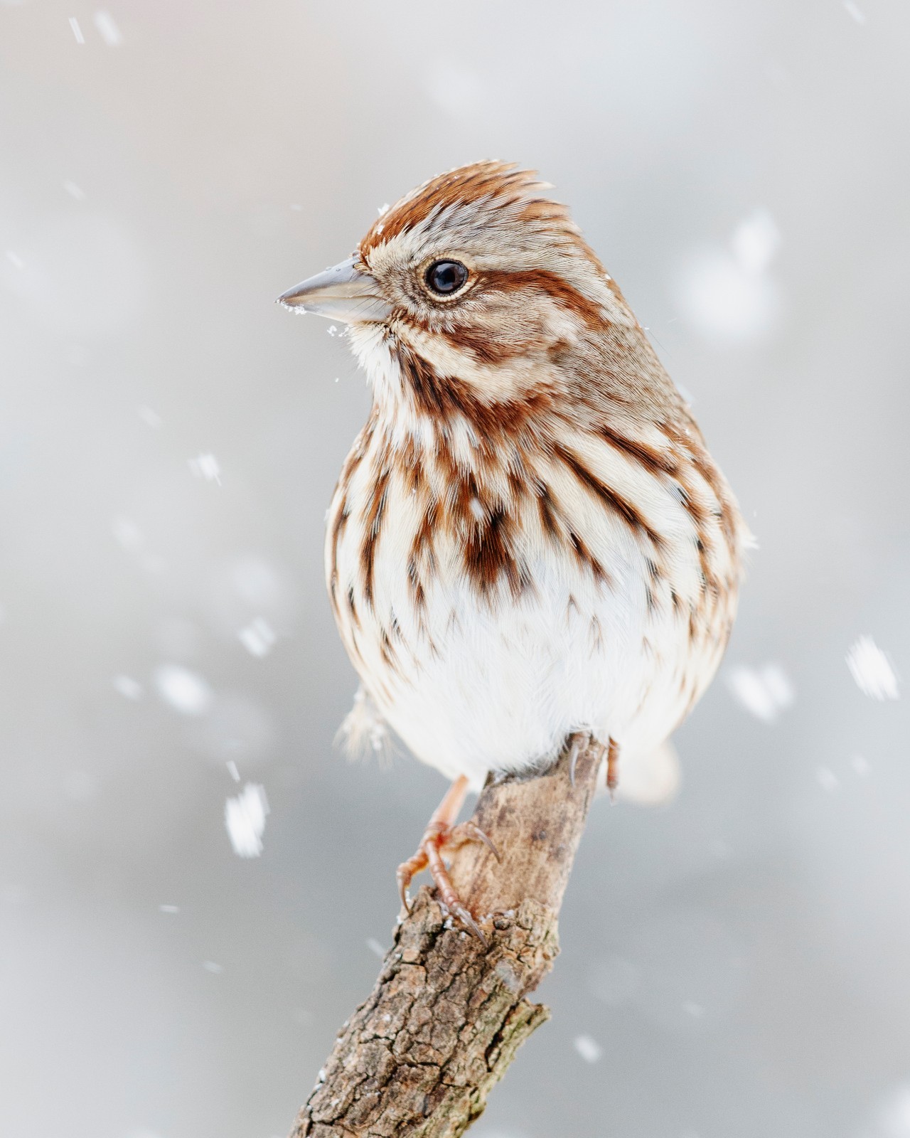 Song Sparrow in Snow 8×10 8″x10″ Photograph Print
