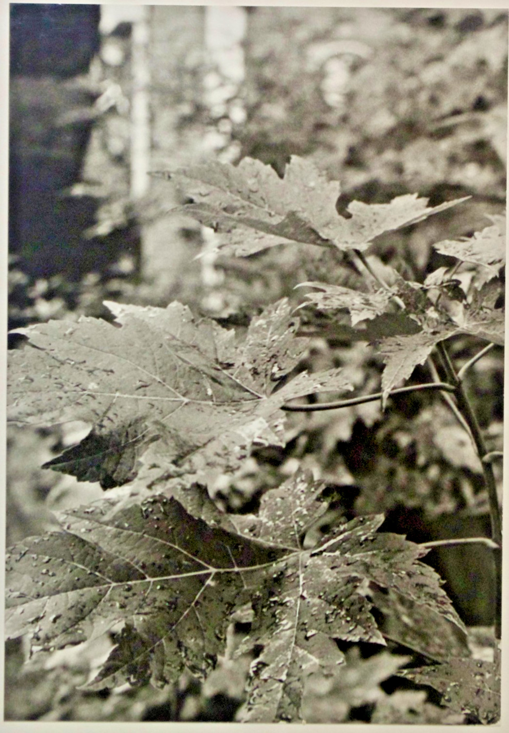 Lot of 3 B&W Photos- Unframed Matted- Forest Water Ice Wood Trees – c1970