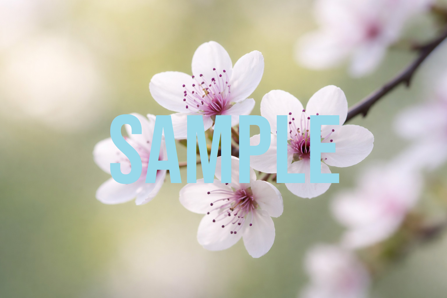 Digital Download Art Photo Image Wallpaper Background Desktop Printable Flowers