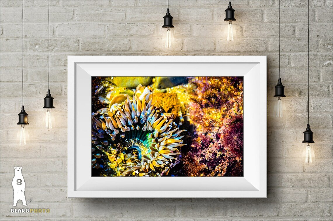 Sea Anemone – Fine Art Prints – Underwater Ocean Life Décor