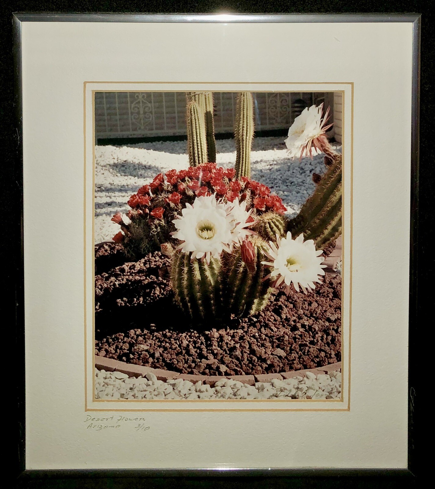 Rare Signed Print Numbered Desert Cactus Arborist Flower Garden Home Decor 12×14