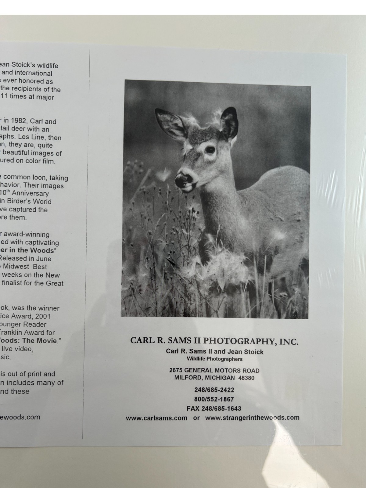 NEW Wildlife Photography Print: Stranger In The Woods ‘Mama Returns’ 8×10 Matted
