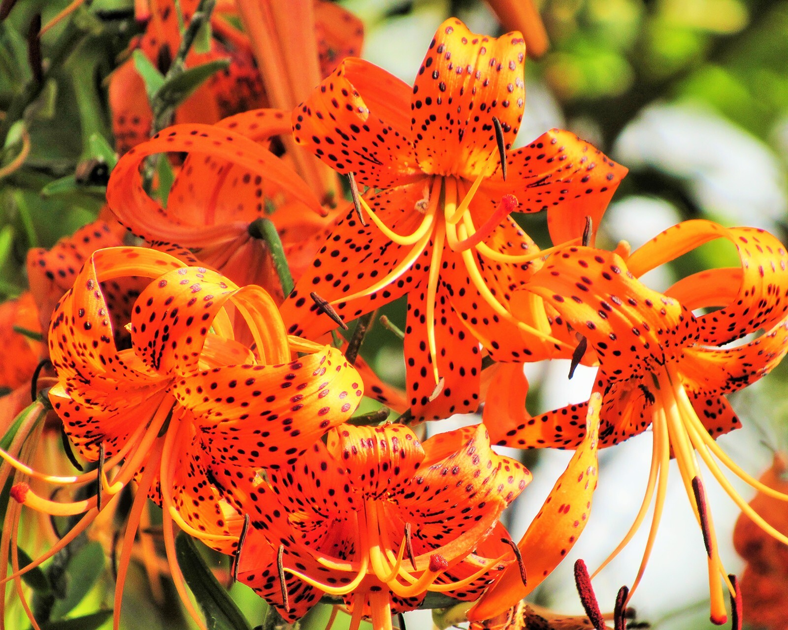 Tiger Lily – Lilium Lancifolium – Nature Photography