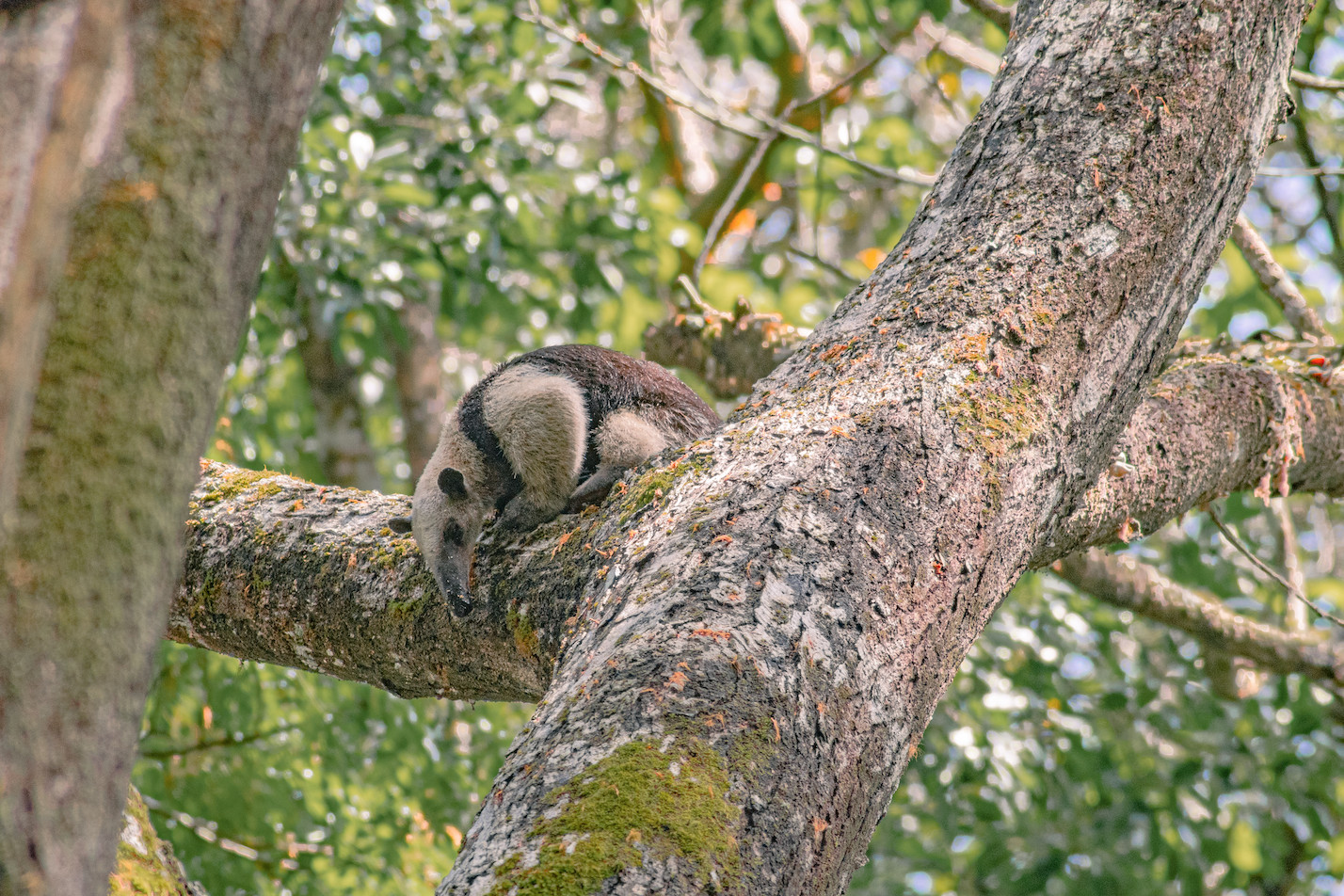Northern Tamandua Anteater Hunting 3