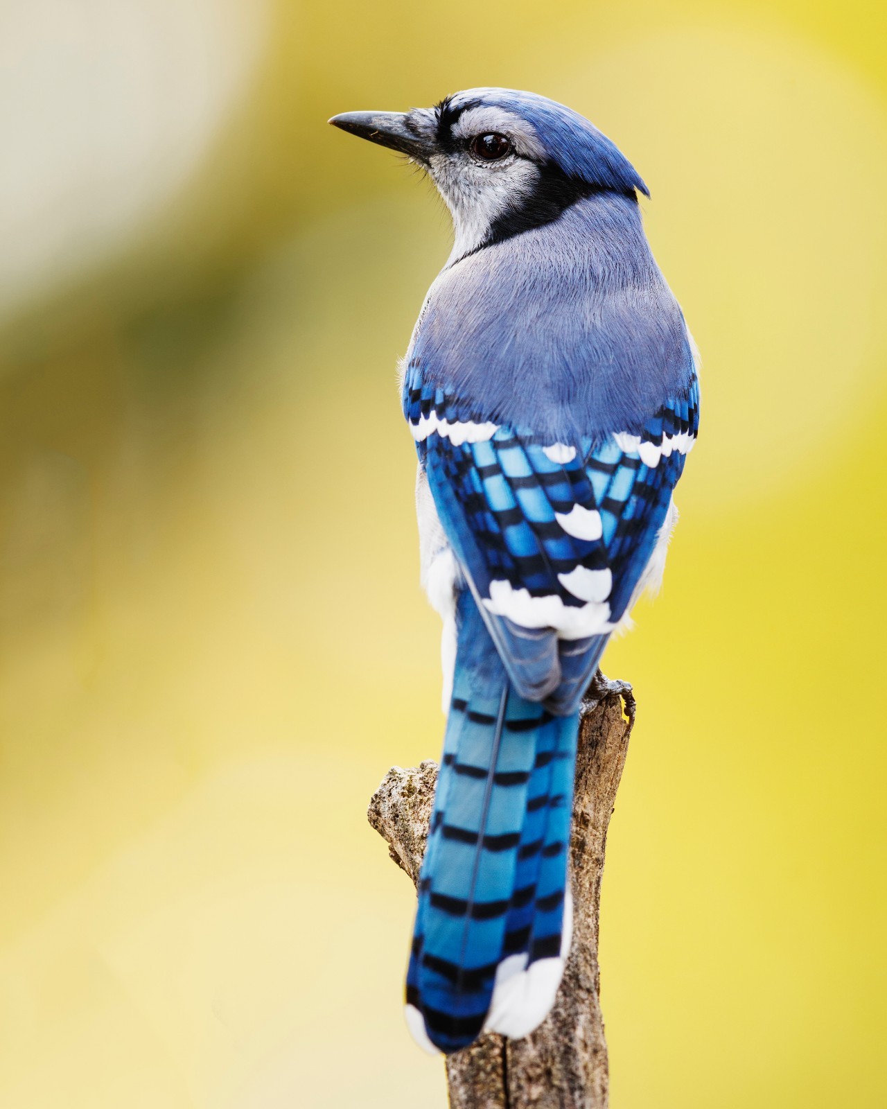 Blue Jay Bird #1 8×10 8″x10″ Photograph Print