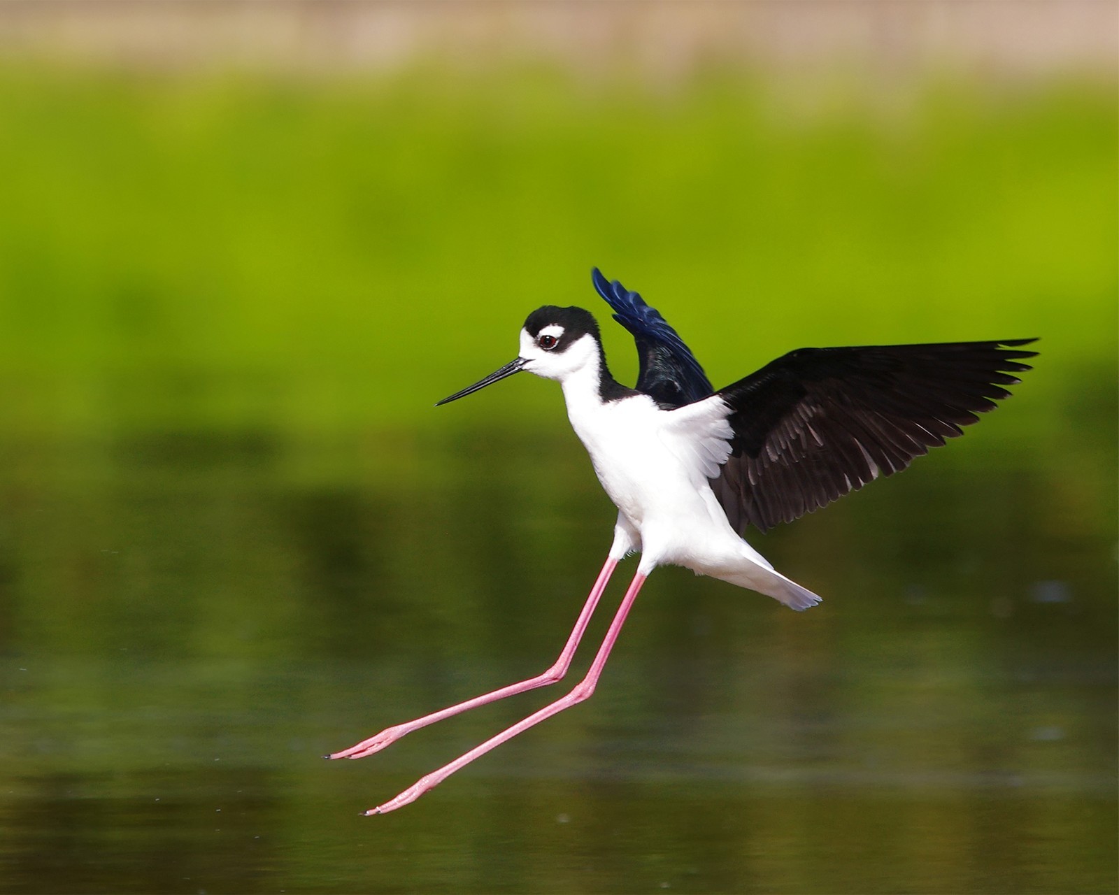 Black-Necked Stilt 8×10 8″x10″ Photograph Print