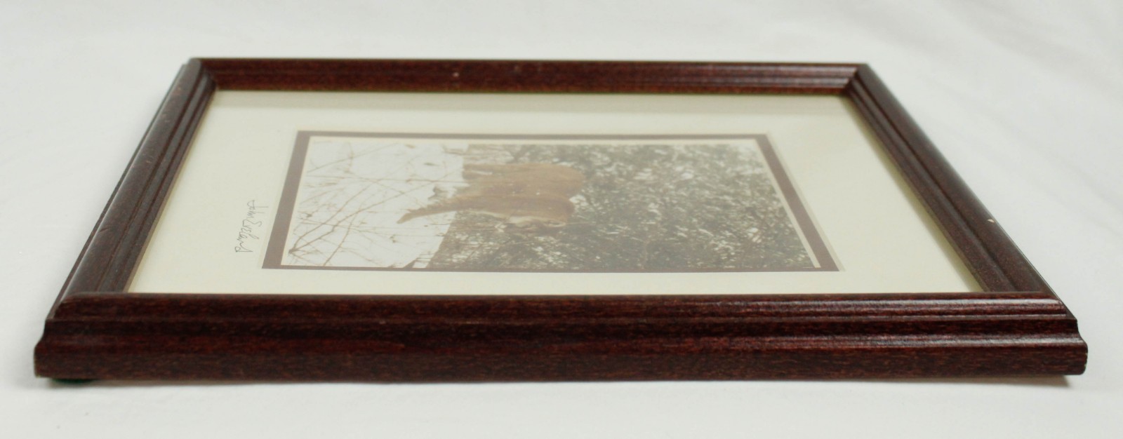 Mountain Lion Stalking in the Snow John Eveland Signed Photo Wood Framed