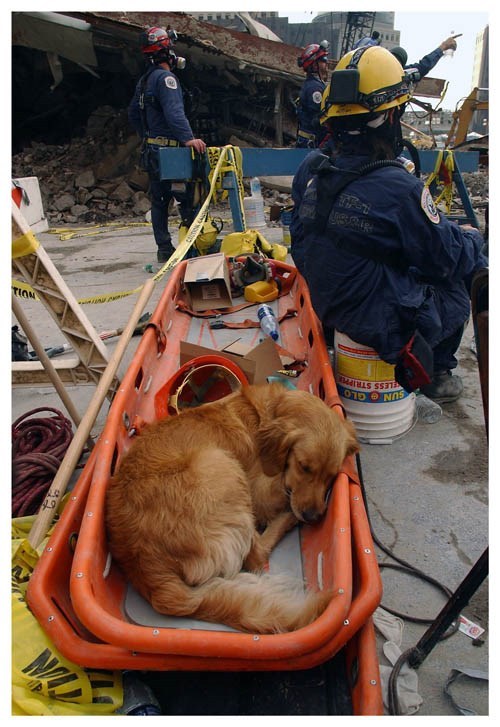 World Trade Center 9/11 Sleeping Rescue Dog Silver Halide Photo